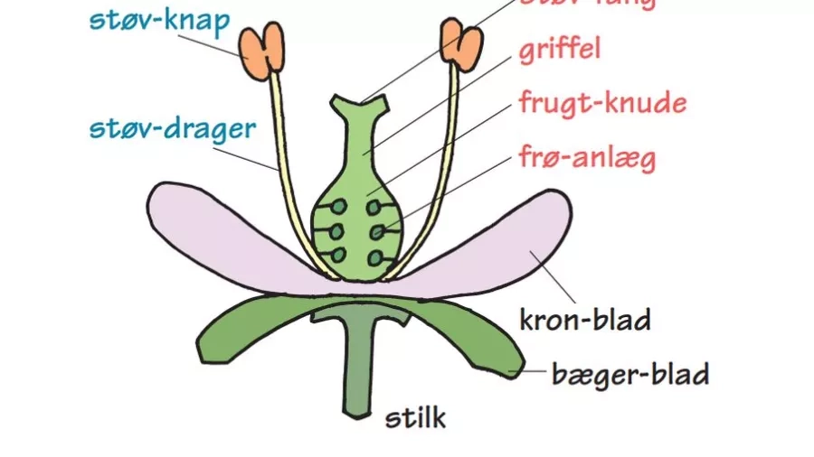 Børn og træer - Træernes blomster. Tegning: Eva Wulff.