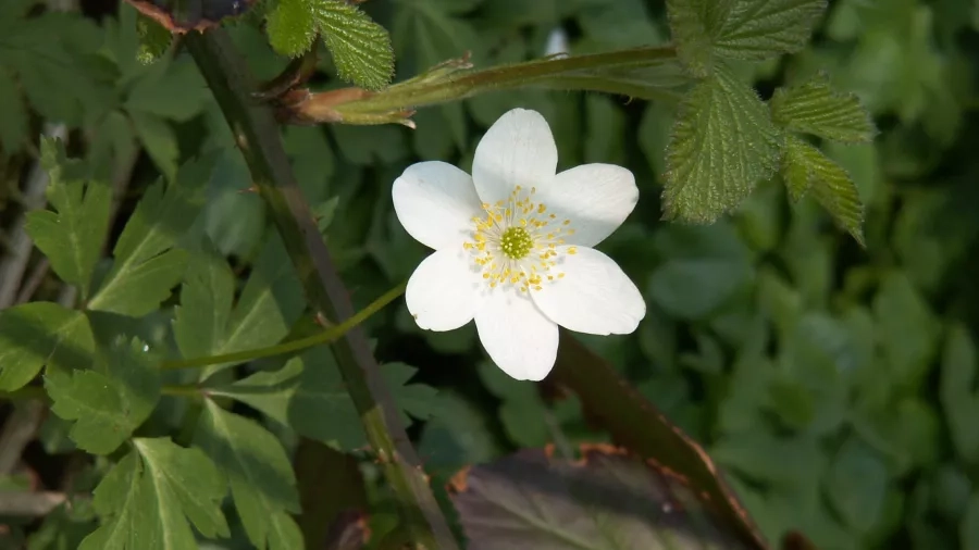 Hvid anemone. Foto: Malene Bendix.