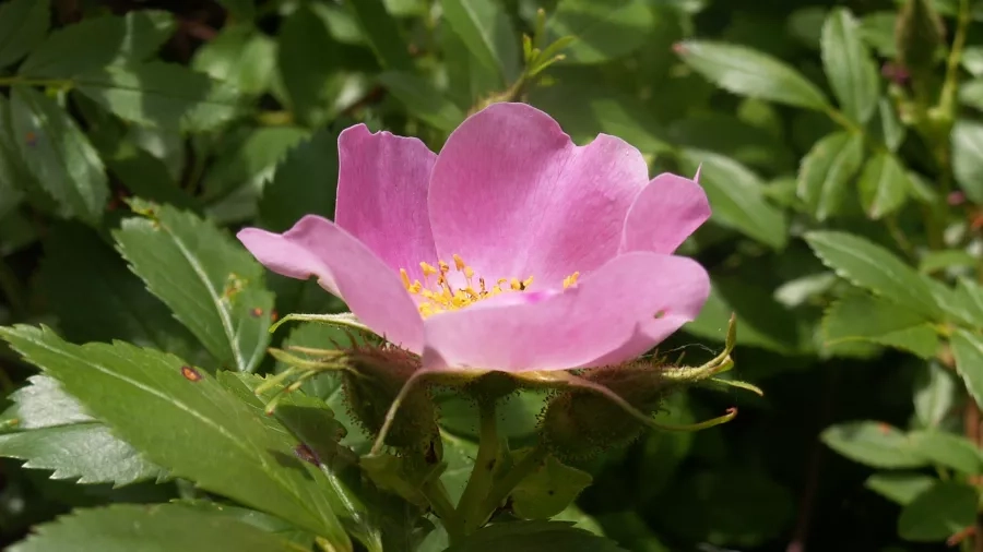 Æblerose dufter dejligt. Foto: Malene Bendix.