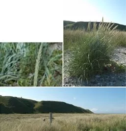 Strandens planter - marehalm og den hvide, den grønne og den grå klit.