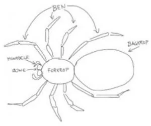 Tegn en edderkop - og sæt navne på alting.