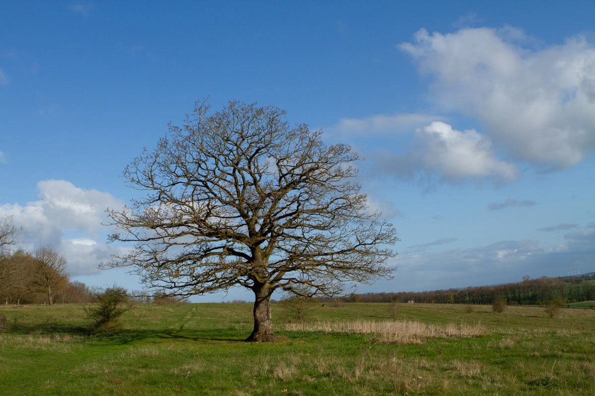 Et egetræ står helt alene på en eng. Foto Janne Bavnhøj