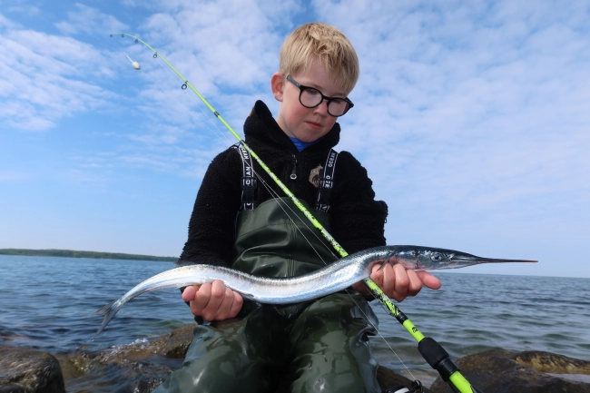 Dreng og hornfisk. Foto: Henrik Larsen.