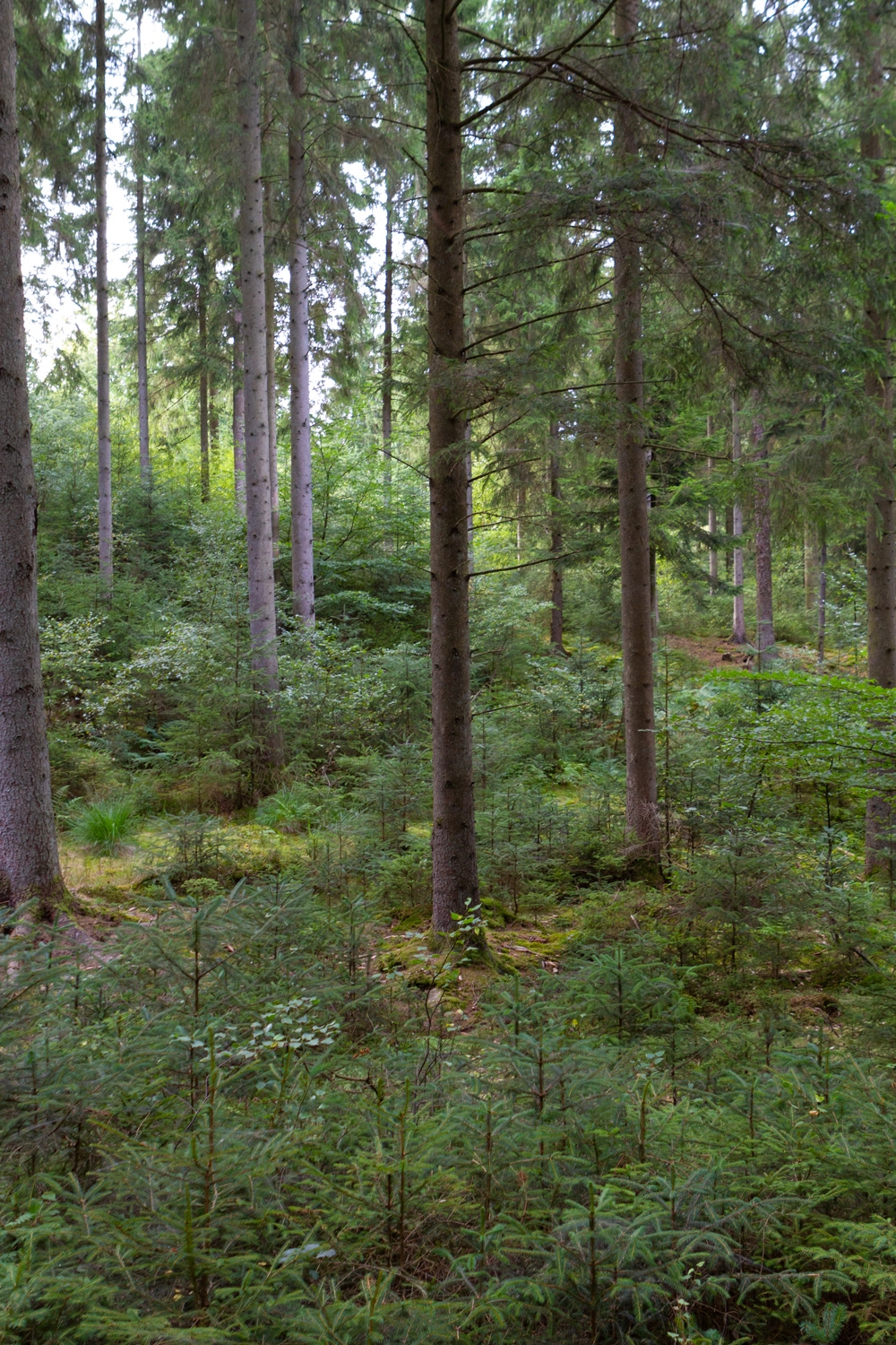 Naturnær skovdrift - skov i flere etager FOTO Janne Bavnhøj