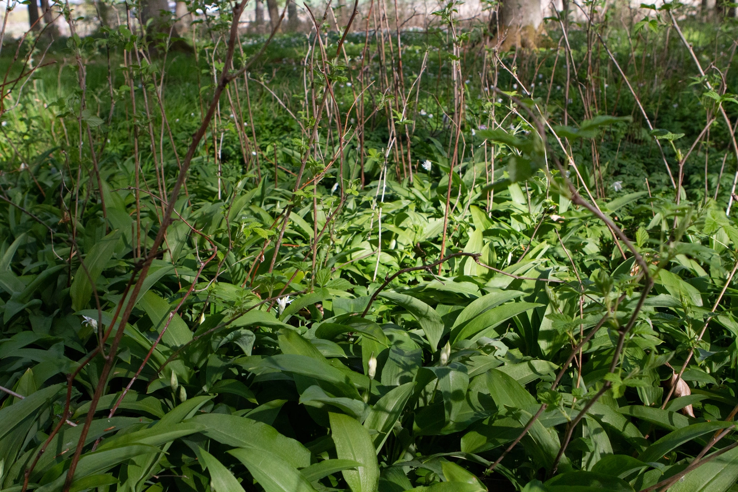 Ramsløg gror ofte i store bunder i skovbunden - her mellem hindbær. Foto Janne Bavnhøj