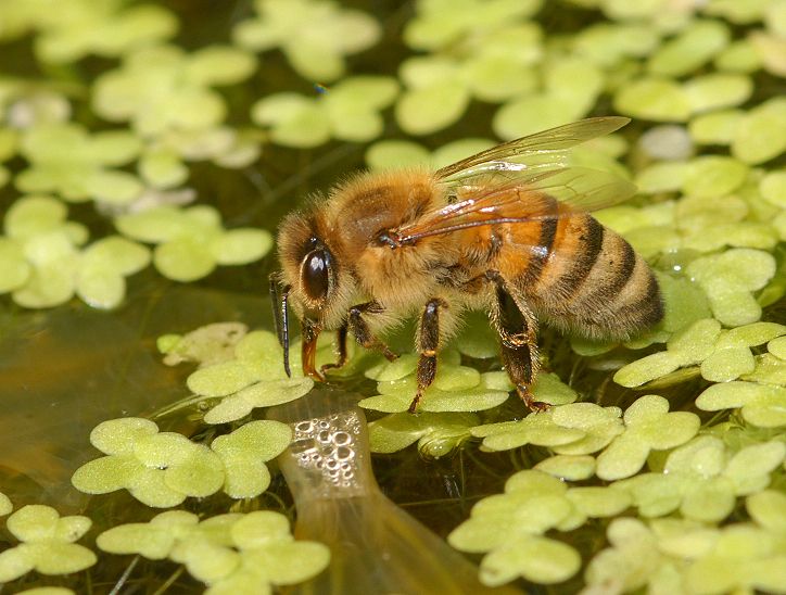 Hørehæmmet Strålende Hula hop Bier – mest honningbier | Skoven i skolen