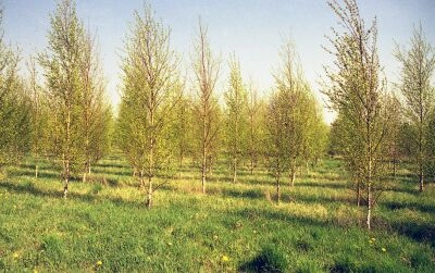 Frøplantage for birk