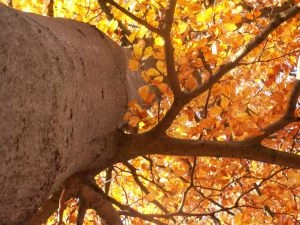 Bøgetræ i novemberlys