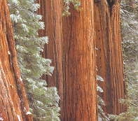 kæmpe-sequoia