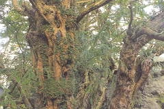 Skotlands ældste træ