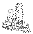 Dette er en tegning af nromannsgranens hunblomst