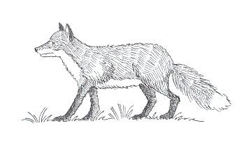 En ræv