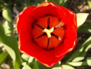 Tulipan med støvfang og støvdragere