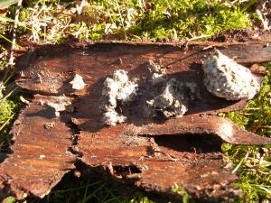 Uglegylp - skilt ad på et stykke bark