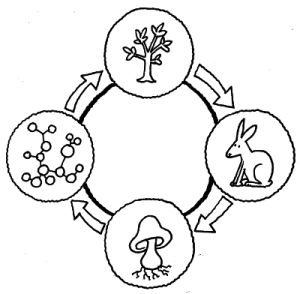 Vugge til vugge - biologisk cyklus