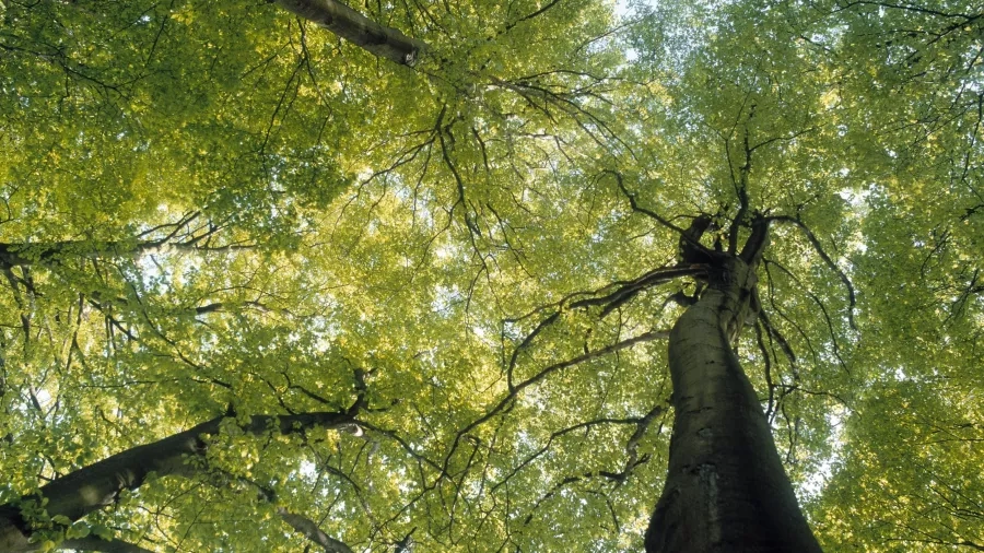 For tidlig kun Forsendelse Hvordan er træarterne fordelt i Danmark? | Skoven i skolen