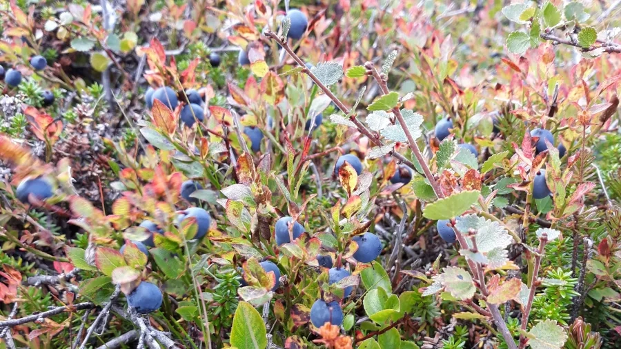 Blåbær. Foto Nynne Sørgaard