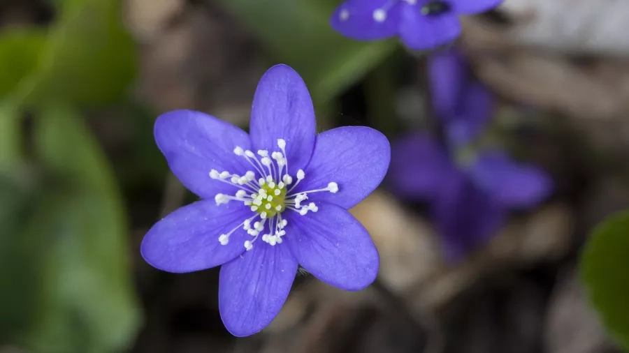 Blå anemone