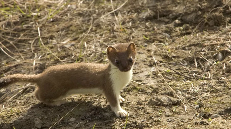 lækat (Mustela erminea)