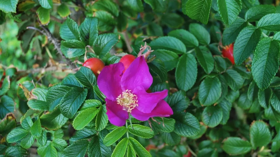 Hybenrosens lilla blomst