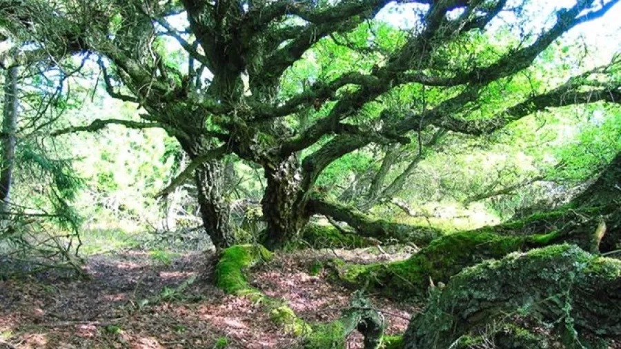 Et livstræ vokser midt i skoven