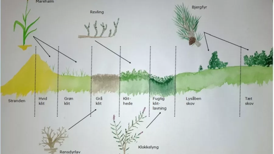 Arter ved Lodbjerg. Tegning: Nationalpark Thy.