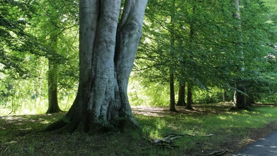 Et bøgetræ i Tolløkke skov med alle sine blade