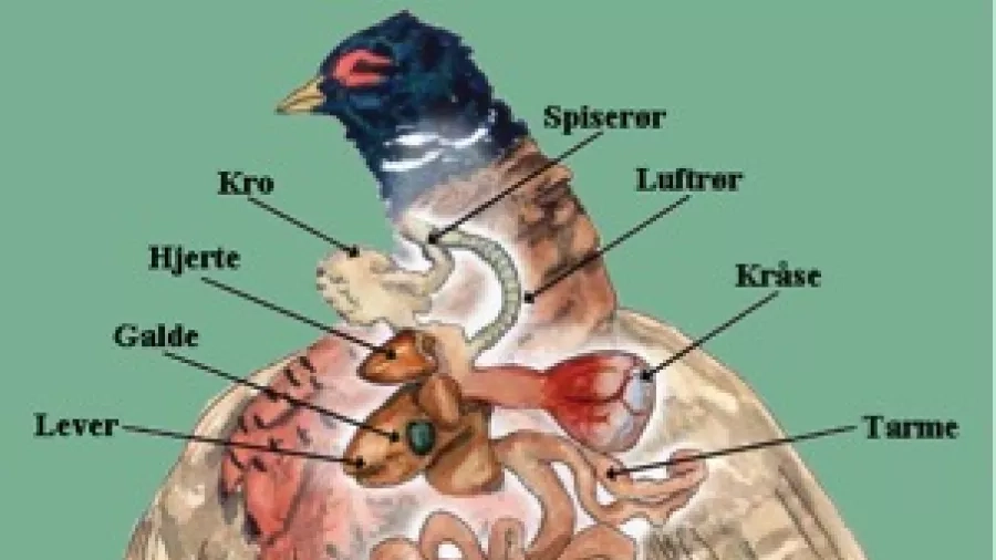 Her kan du se en illustration, som viser fasanens anatomi.