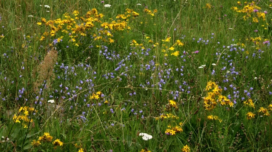 Ud at se overdrevets blomster!