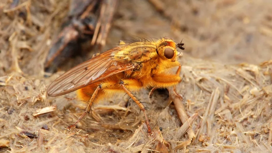 Almindelig gødningsflue - et af mange små dyr du kan finde i en kokasse. Foto: Nationalpark Mols Bjerge.