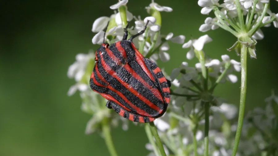 Insekter findes i mange forskellige former og farver. Foto: Nationalpark Mols Bjerge. 