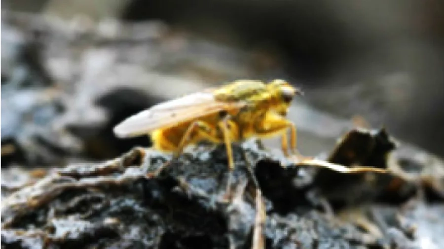 Selvom det er svært at forstå for os mennesker er der mange insekter, orme og andet småkryb der elsker kokasser - både som spise og som hjem. Foto: Nationalpark Mols Bjerge.