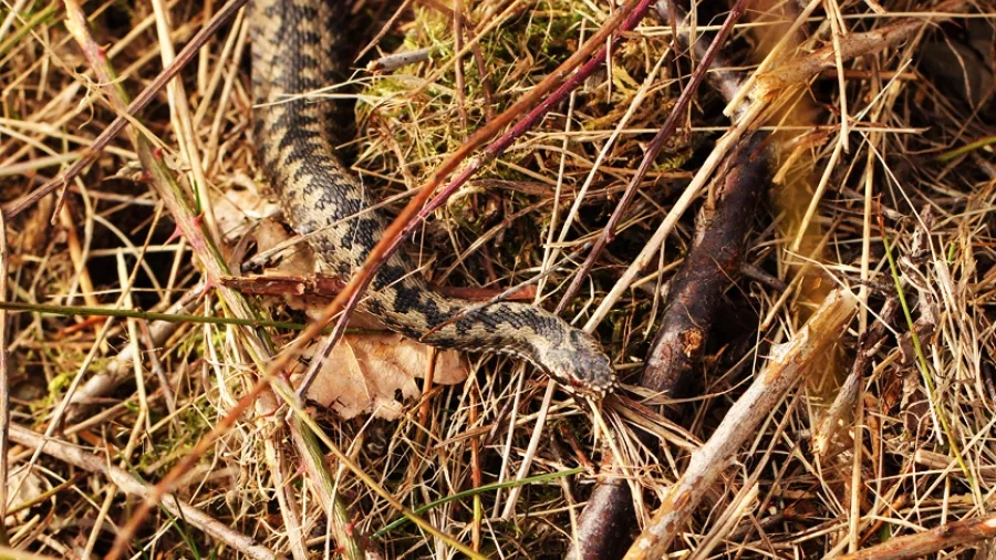 De koldblodige kræ er spændende - og lidt uhyggelige. Foto: Nationalpark Mols Bjerge.