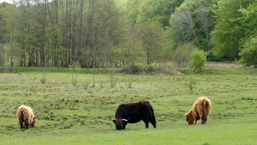 Lær overdrevsord og bliv bedre til at sætte ord naturen omkring jer. Foto: Nationalpark Mols Bjerge.