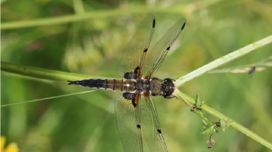 Tag ud i nationalparken og kig på de mange mange insekter. Foto: Nationalpark Mols Bjerge.