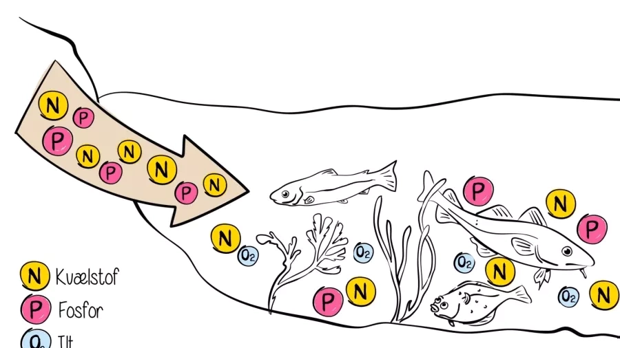 Bliver der tilført for mange næringsstoffer til fjorden?
