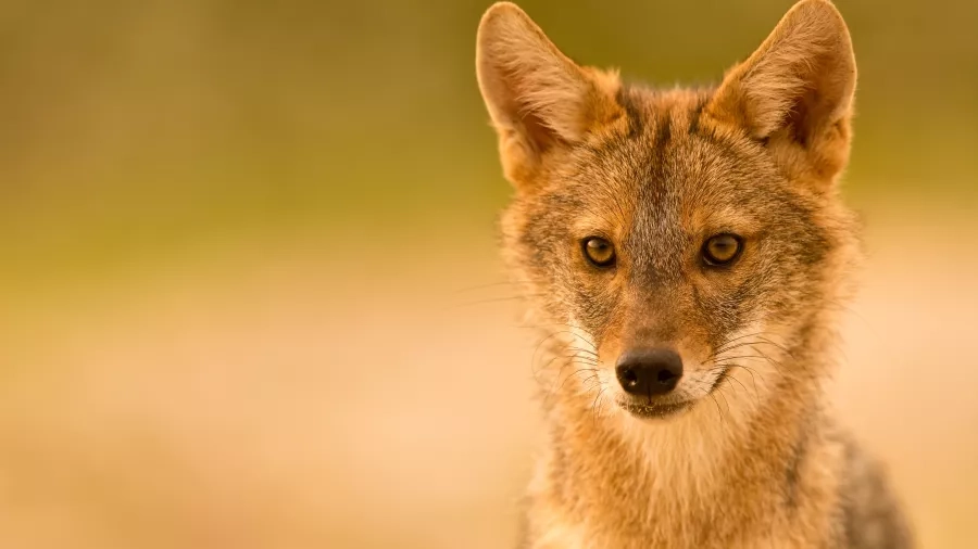 Vidste du at guldsjakalen er på vej til Danmark? Foto: iStock