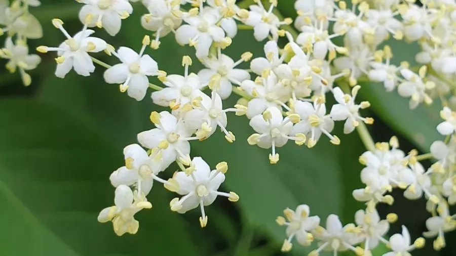 Hyldeblomster tæt på. Foto: Malene Bendix