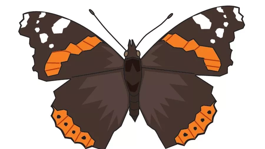 Admiral (Vanessa atalanta). Tegning: Eva Wulff.