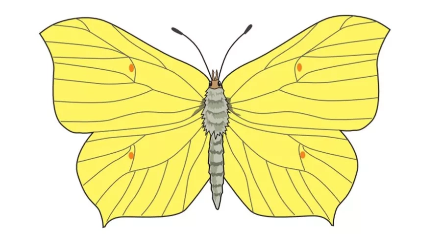 Citronsommerfugl (Gonepteryx rhamni L.)