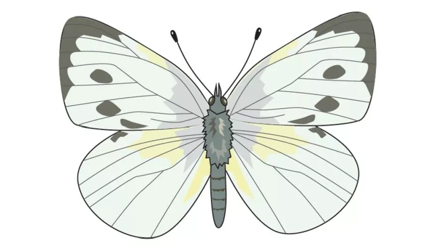 Stor kålsommerfugl (Pieris brassicae L.). Tegning: Eva Wulff.