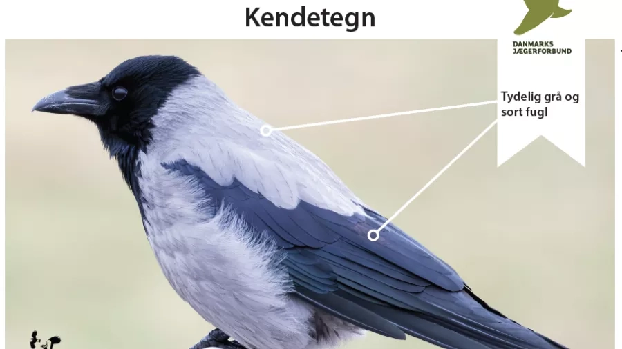 Gråkrage. Foto: Danmark Jægerforbund.