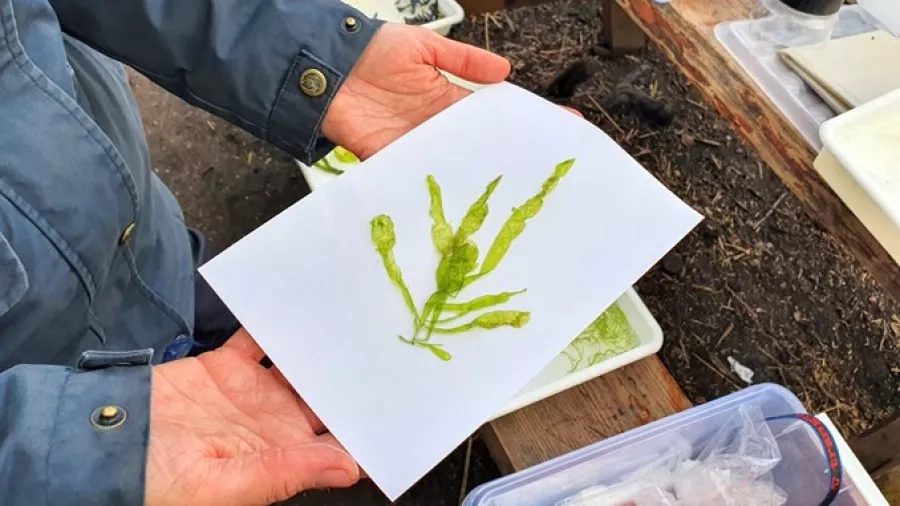 Tangkort. Foto: Andreas B. Elkjær. INSP Media.