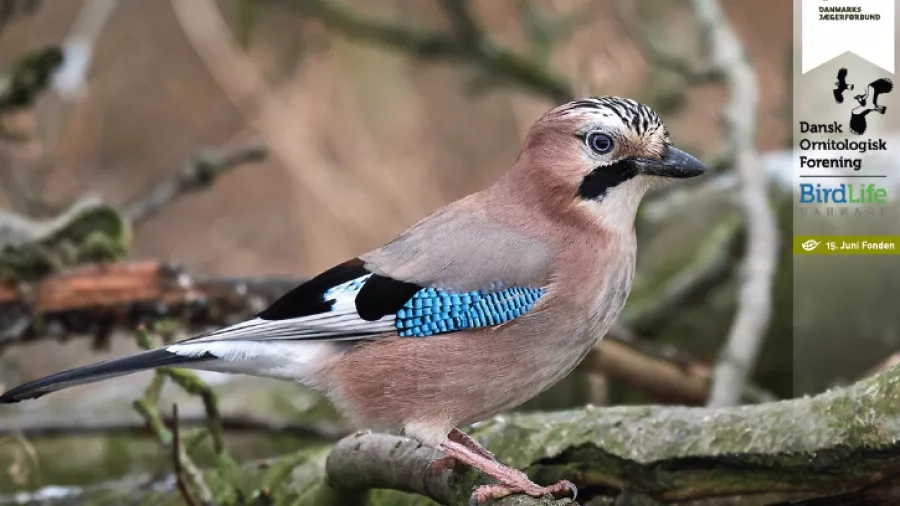 Skovskaden. Se de flotte blå fjer. Foto: Danmarks Jægerforbund.