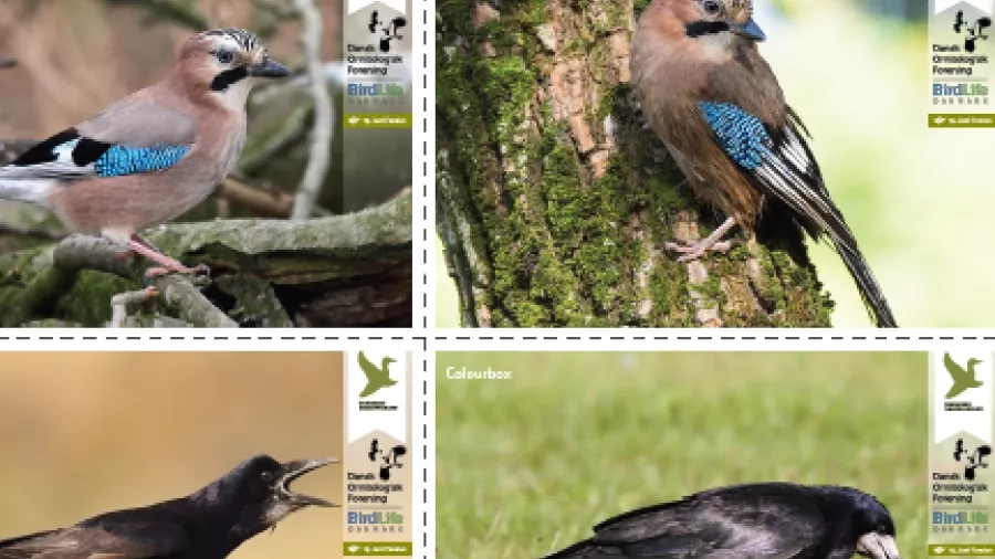 Vendespil med Kragefugle. Foto: Danmarks Jægerforbund.