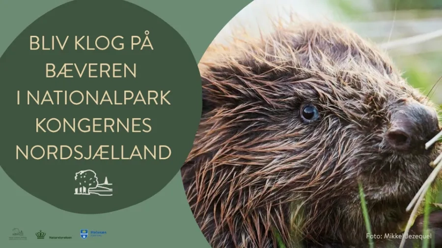 Billede af en bæver med skriften "Bliv klog på bæveren i Nationalpark Kongernes Nordsjælland".