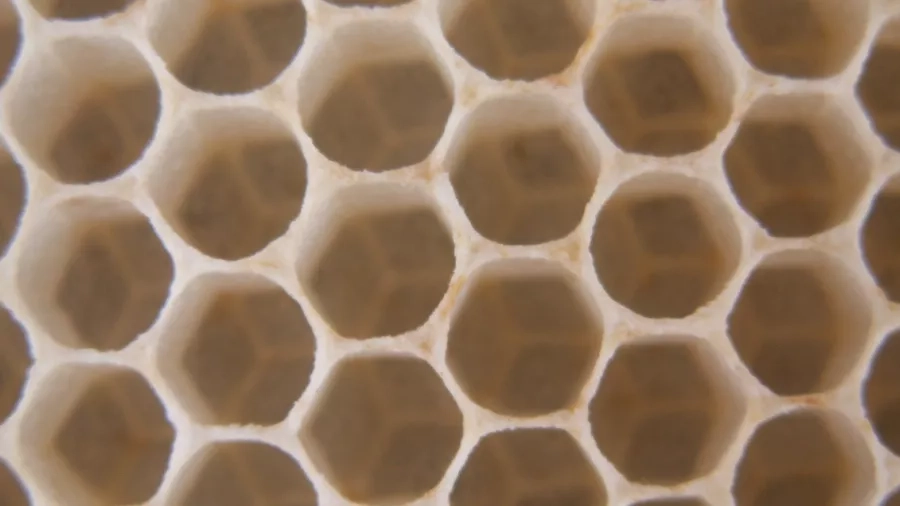 Celler fra et bistade - her gemmer bierne deres honning. Foto: Malene Bendix