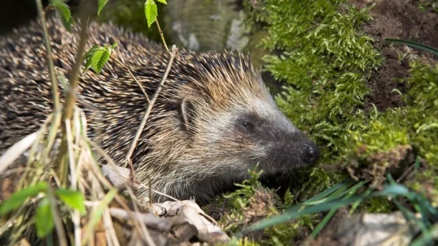 Pindsvin (Erinaceus europaeus) Skoven i skolen