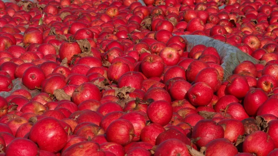 Her er masser af æbler fra æblemanden i Dumpedalen. Foto: Malene Bendix.