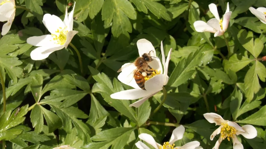 Honningbi i hvid anemone. Foto: Malene Bendix.